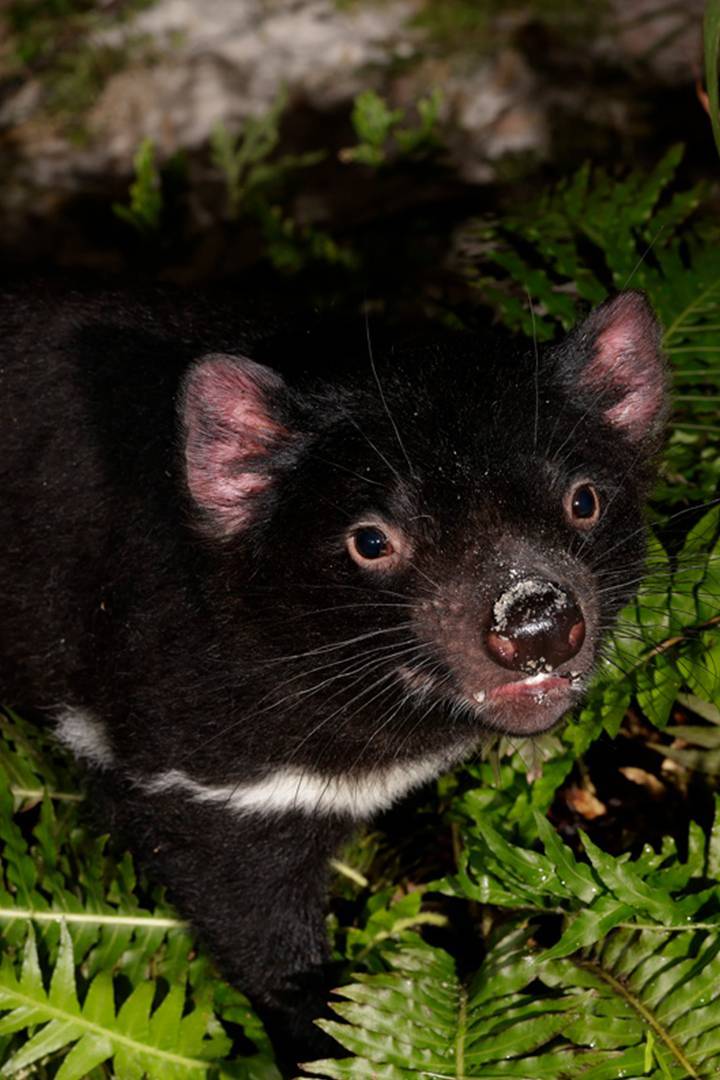 Tasmanian Devil Trail