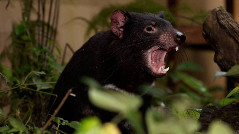 Tasmanian Devil
