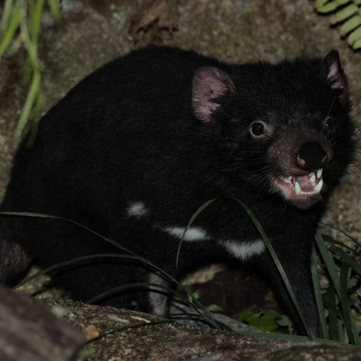 Animals and Zones - Night Safari Animals and Zones - Night Safari