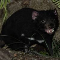Tasmanian Devil