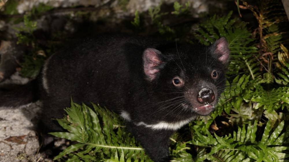 Tasmanian Devil - Night Safari