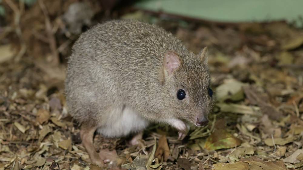 Dwindling in the wild