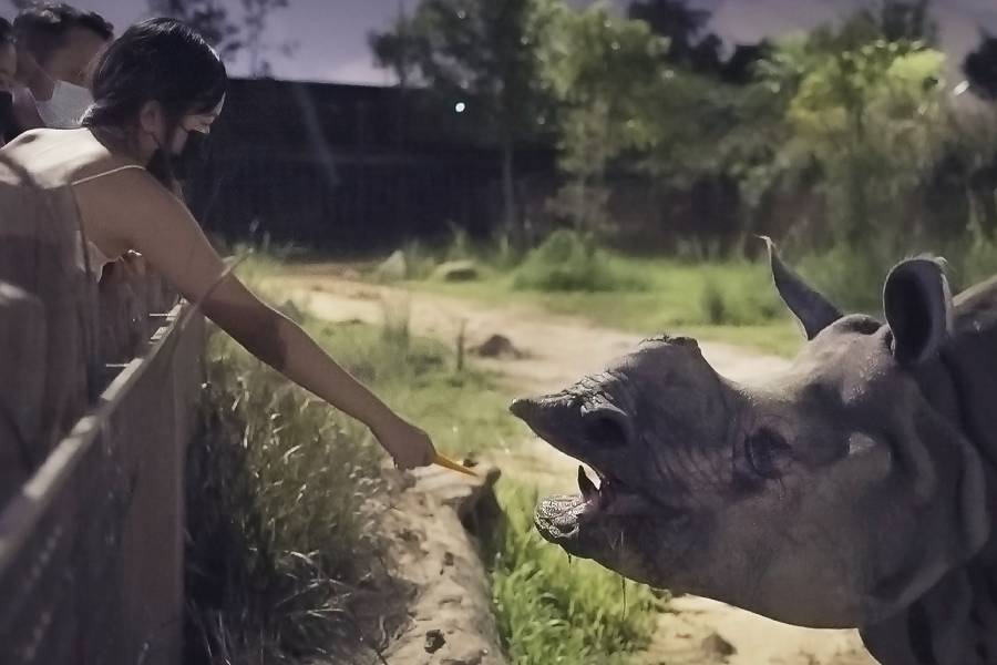 Image of a lady feeding an indian rhino