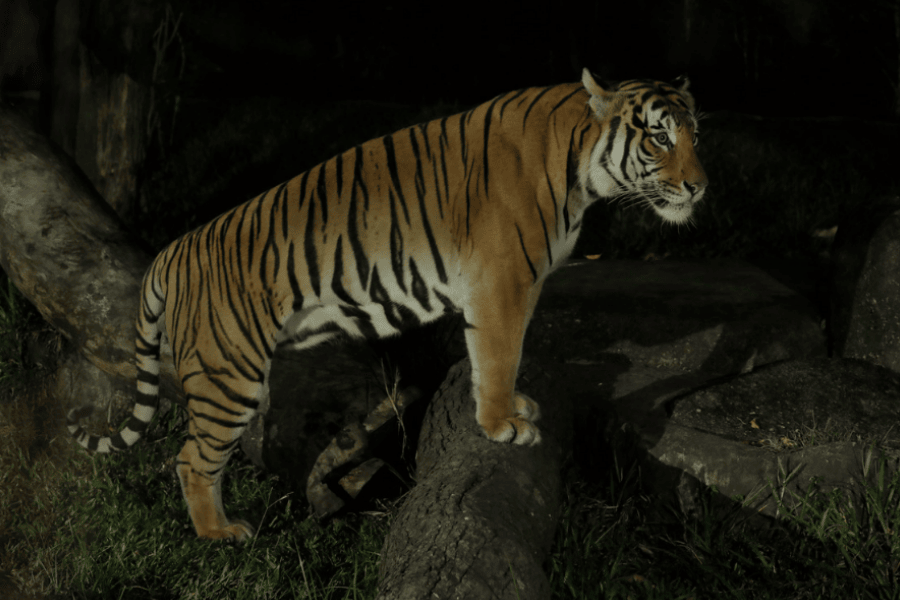 Malayan Tiger Keeper Talk