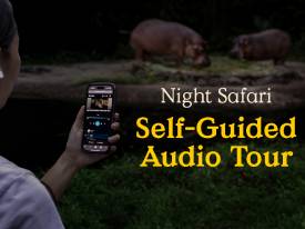 Night Safari Self-Guided Audio Tour