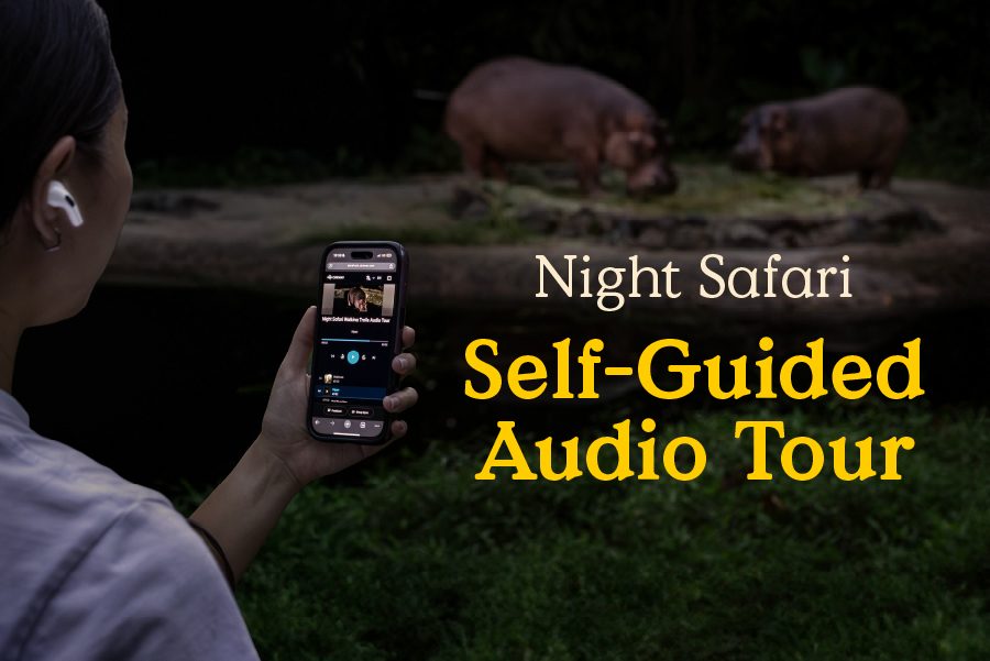 Night Safari Self-Guided Audio Tour