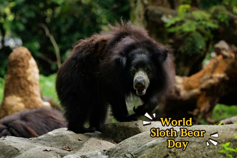 Sloth Bear Discovery Booth