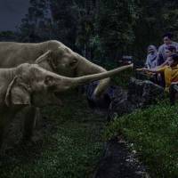 Wildlife Experiences