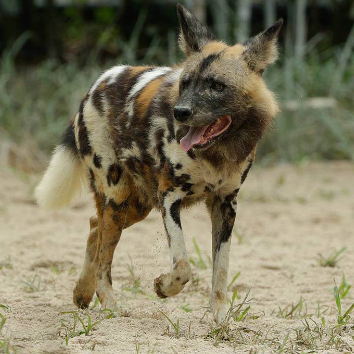 African Painted Dog