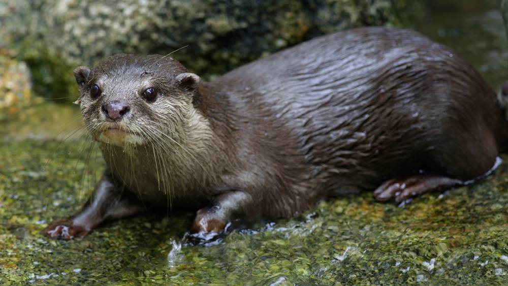 a relaxed Asian small-clawed otter in a stream