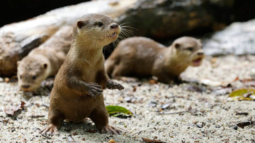 Safeguarding Species