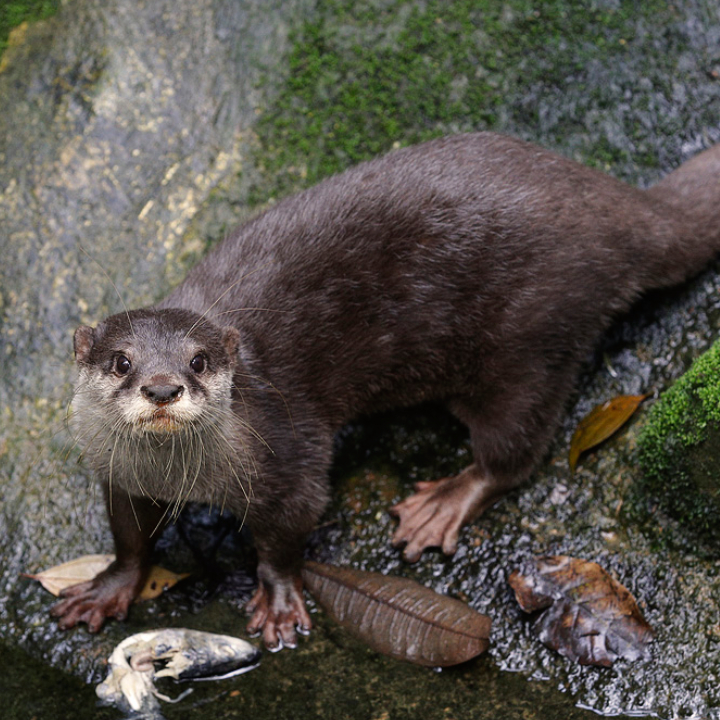 Asian Small-clawed Otter
