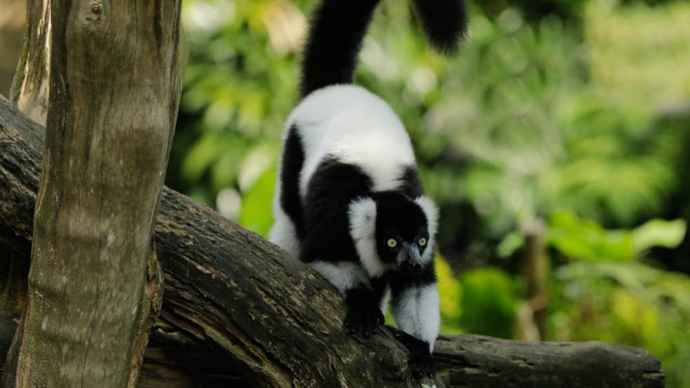 Safeguarding Species