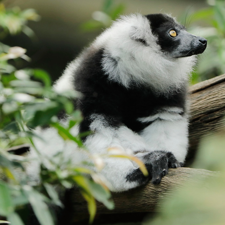Black and White Ruffed Lemur