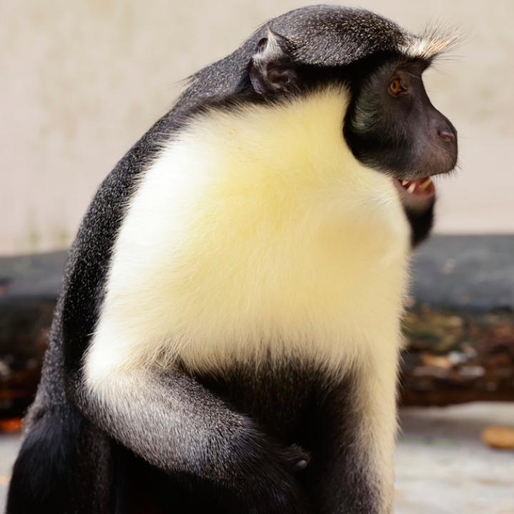Diana Monkey