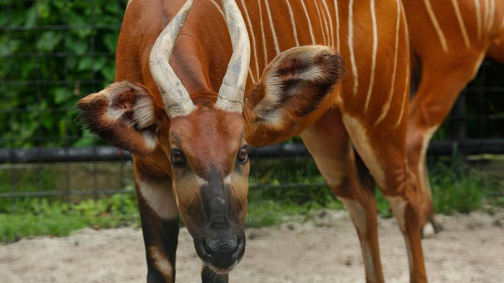 Safeguarding Species