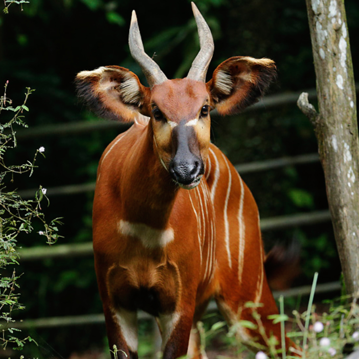 Eastern Bongo