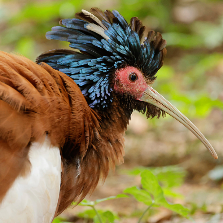 Madagascar Crested Ibis