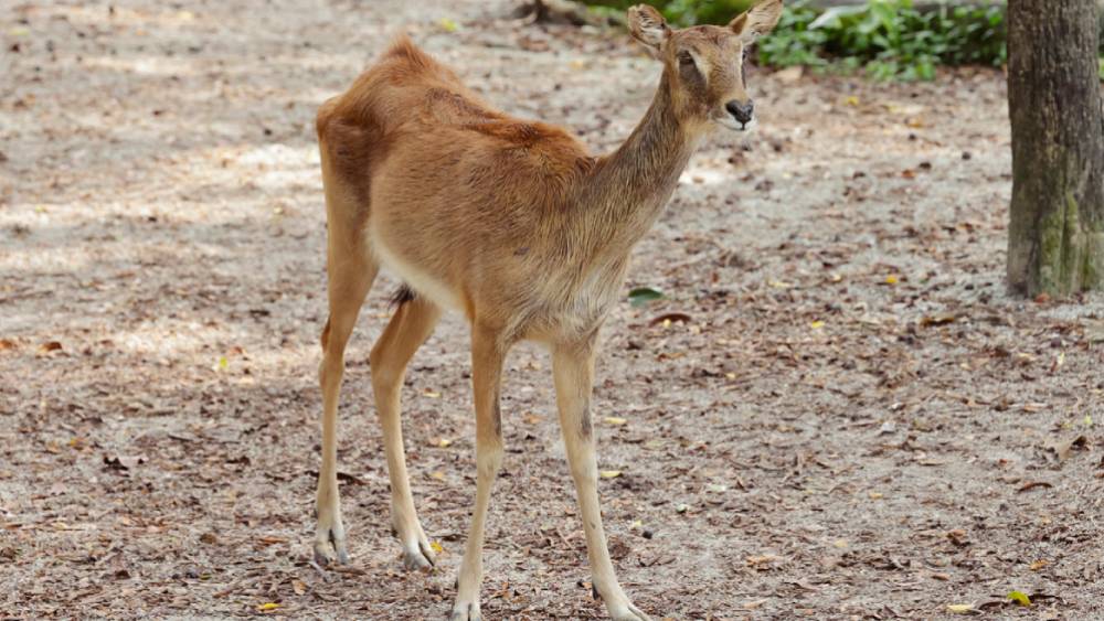 Safeguarding Species