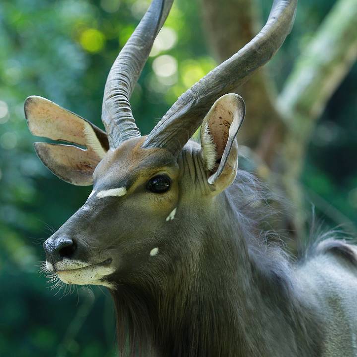 Nyala