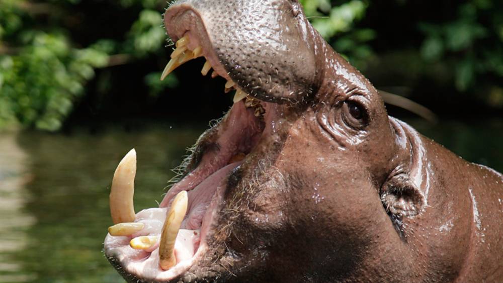 a pygmy hippo showing its incisor