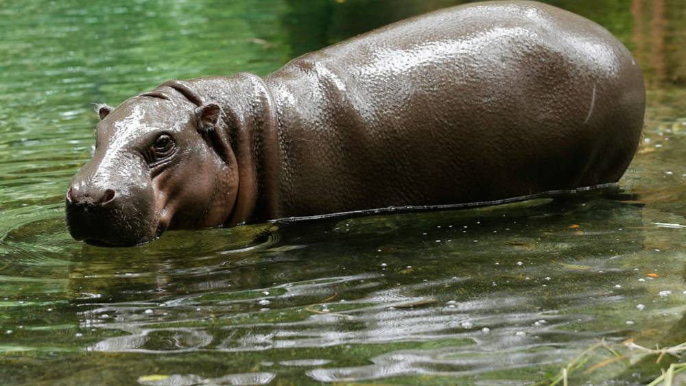 a pygmy hippo in the water