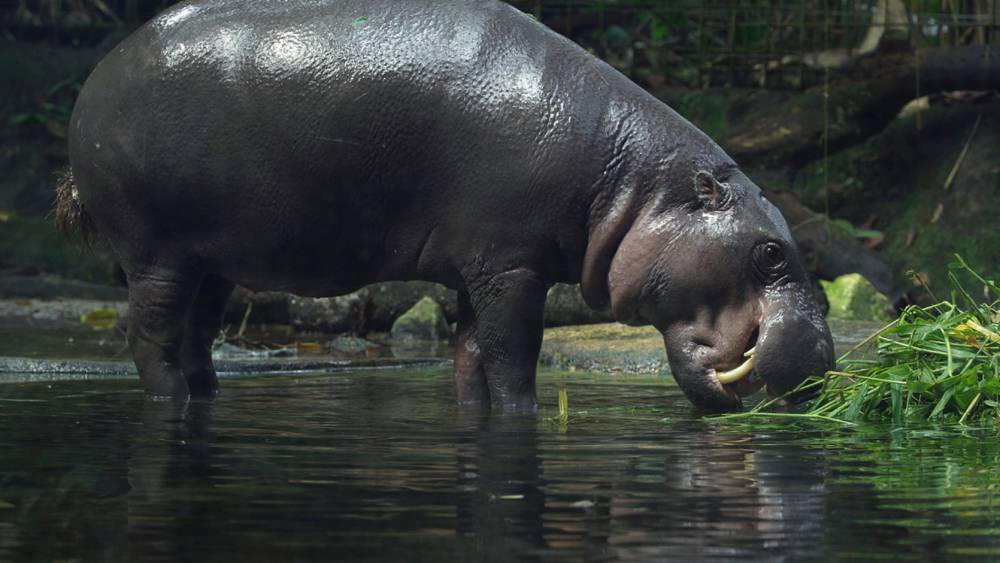 pygmy hippo eating water grass