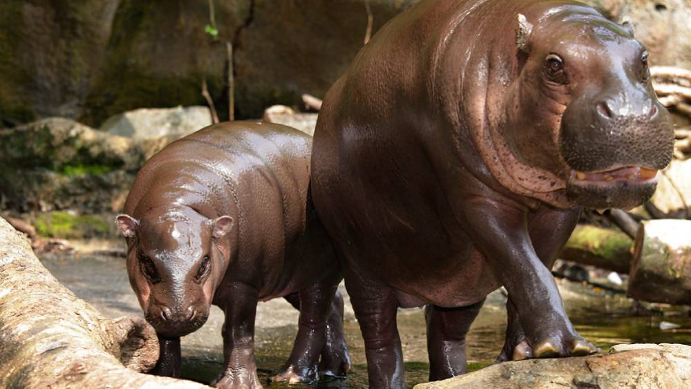 Safeguarding Species