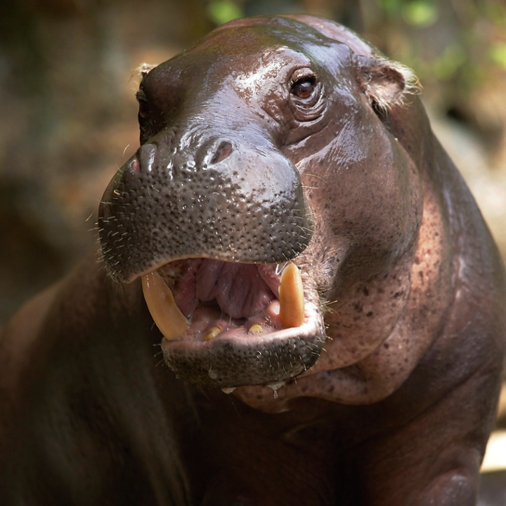 Pygmy Hippo