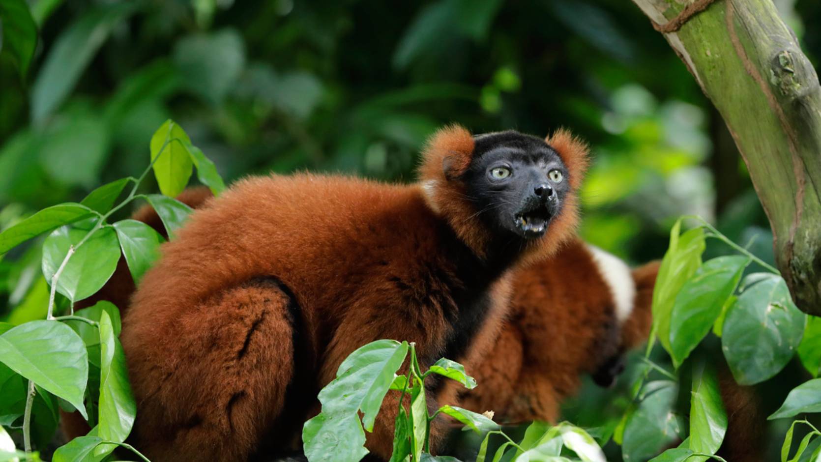 Fall Red Ruffed Lemur Red Ruffed Lemur - Rainforest Wild Adventure | Mandai Wildlife Reserve