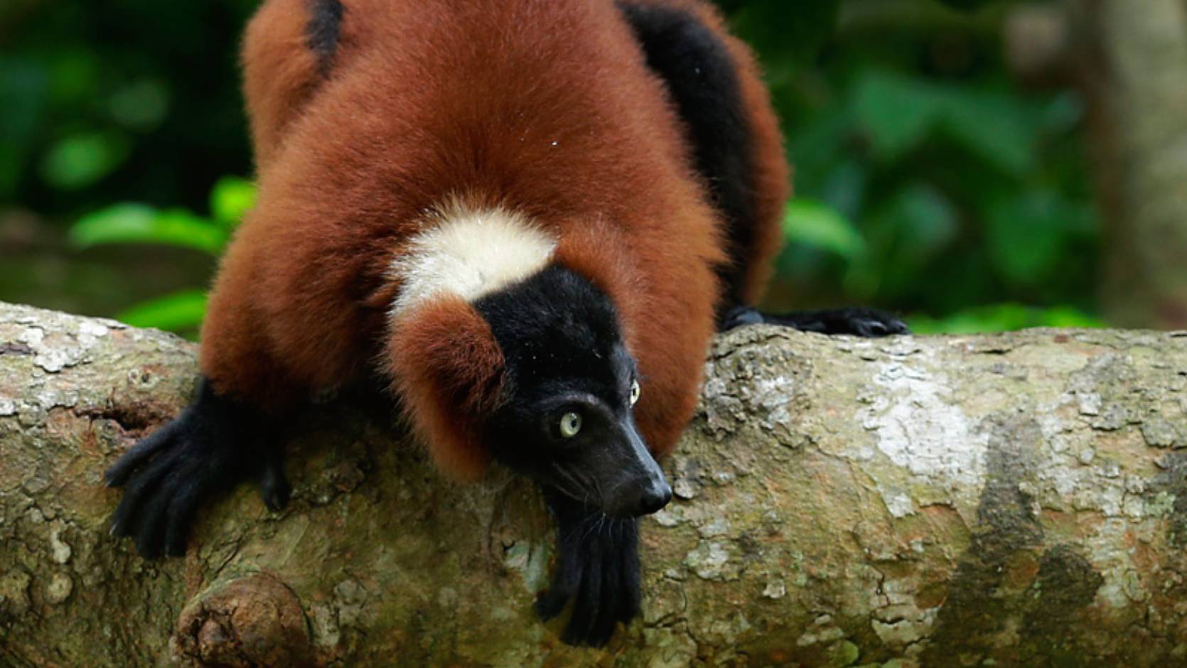 Red Ruffed Red Ruffed Lemur - Rainforest Wild Adventure | Mandai Wildlife Reserve