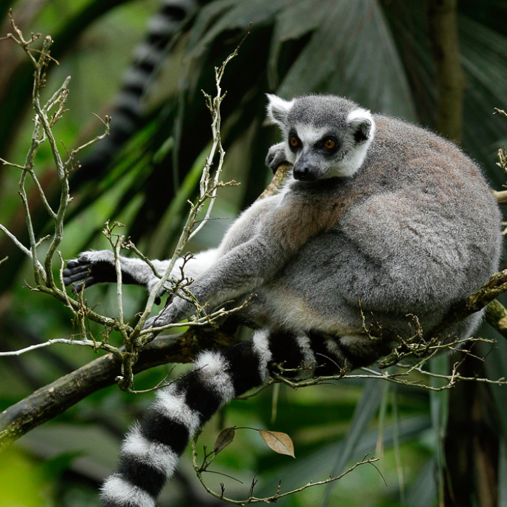 Ring-tailed Lemur