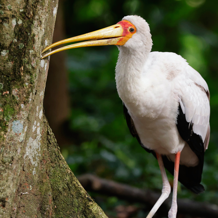 Yellow-billed Stork