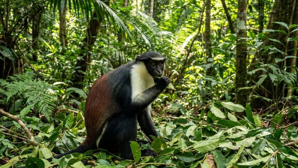 Safeguarding Species