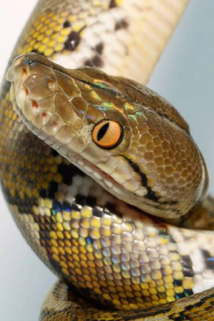 Mandai Wildlife Centre