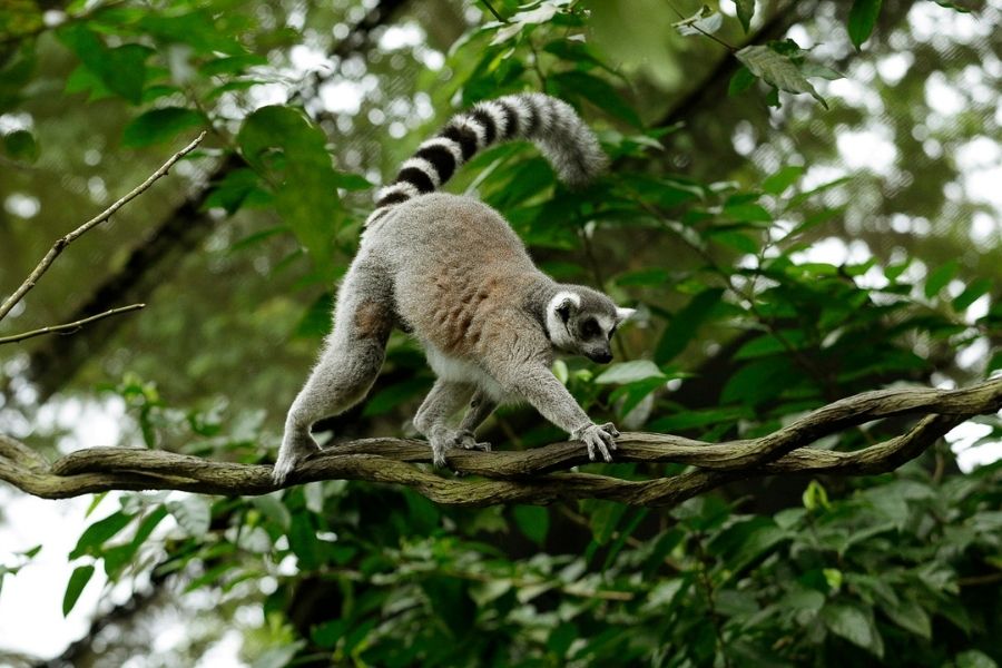 Lemur Land Trail Ranger Talk