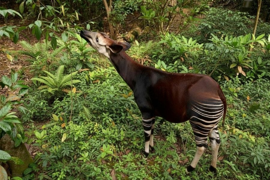 /content/dam/mandai/rainforest-wild-adventure/ranger-talk/okapi-ranger-talk-900x600.jpg