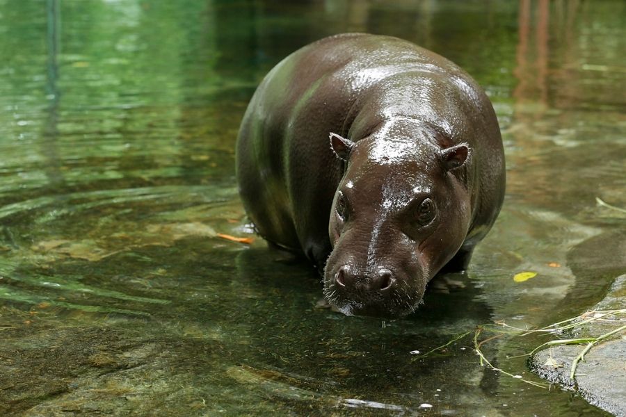 /content/dam/mandai/rainforest-wild-adventure/ranger-talk/pygmy-hippo-ranger-talk-900x600.jpg