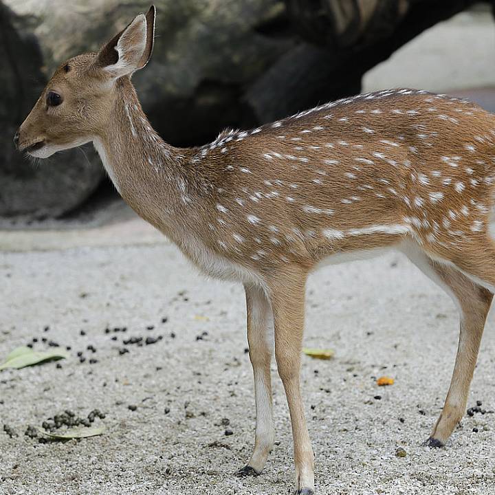 Axis deer