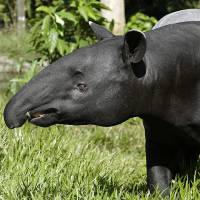 Malayan Tapir