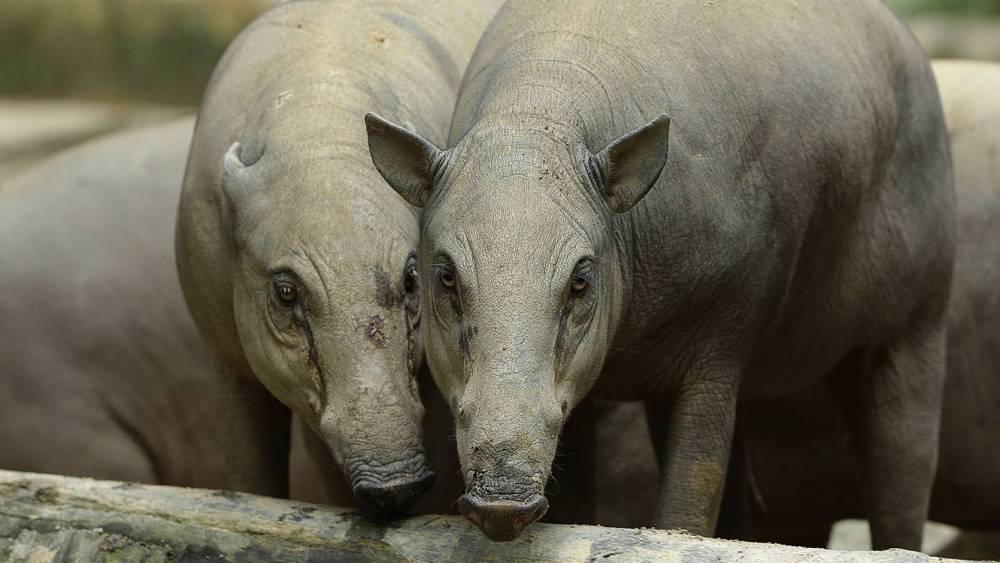 babirusa grazing