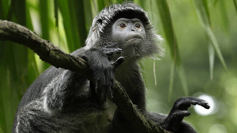 langur among the trees