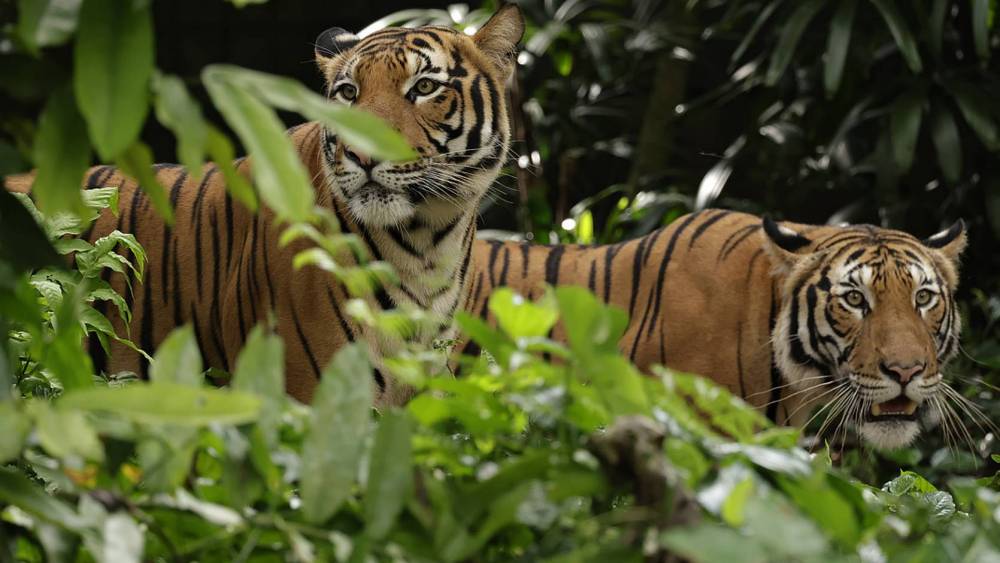 a pair of Malayan tigers behind bushes