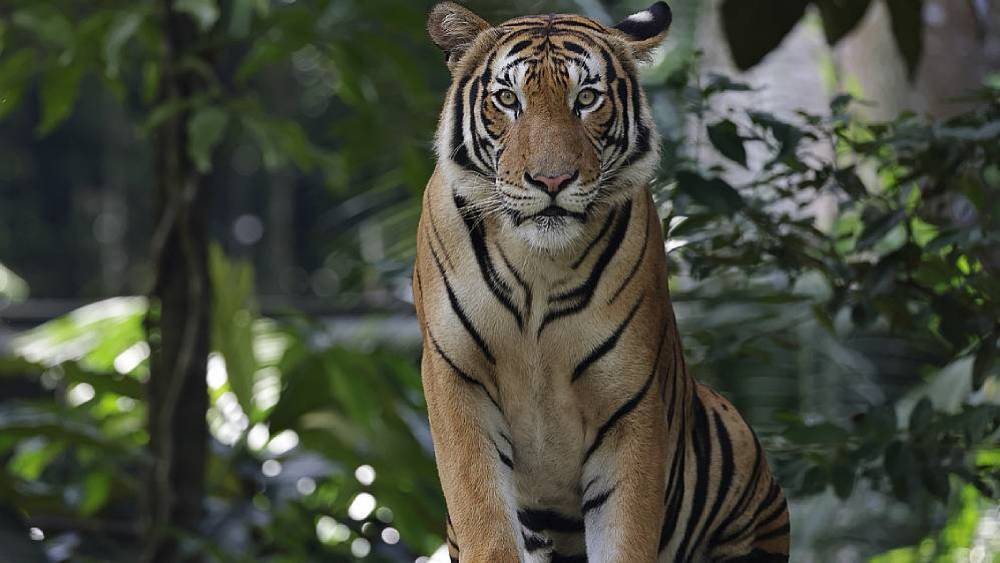Realm Of The Tiger