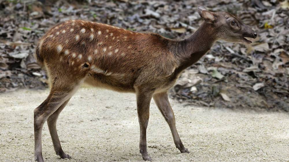 a female Philippine spotted deer