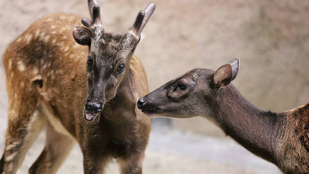 Uniting For Conservation