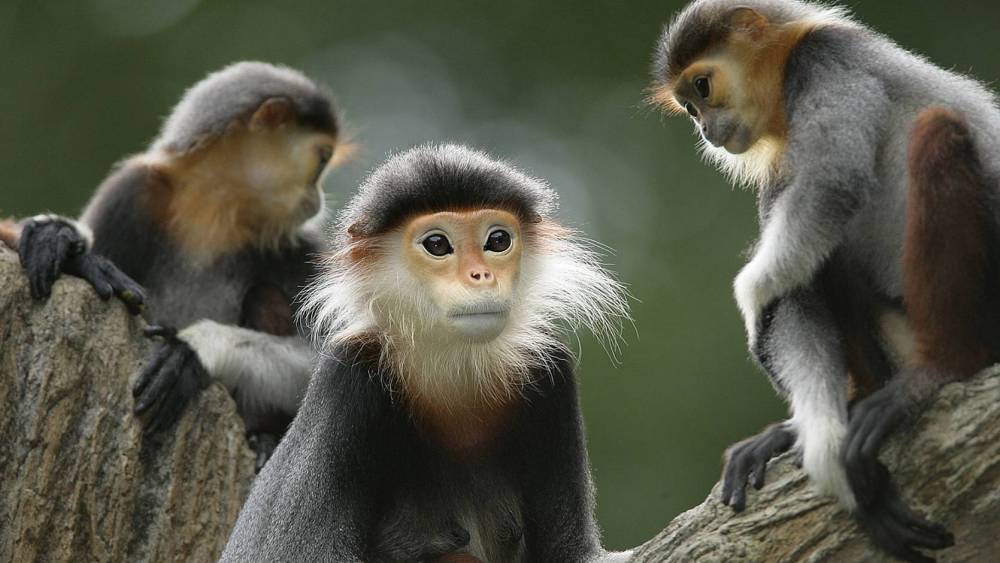 red-shanked douc posing