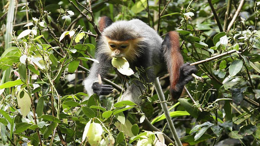 red-shanked douc munching leaves