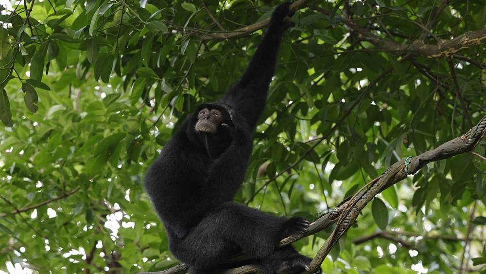 a siamang chilling on the tree