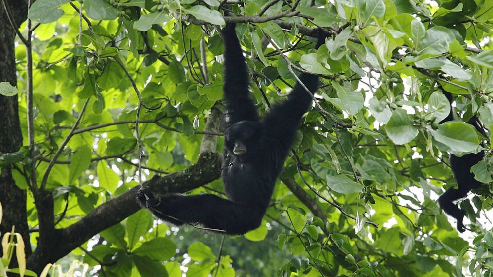 Siamang swinging in the trees